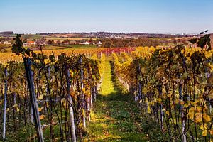 Weinberg @ Vijlen