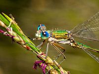 Libelle