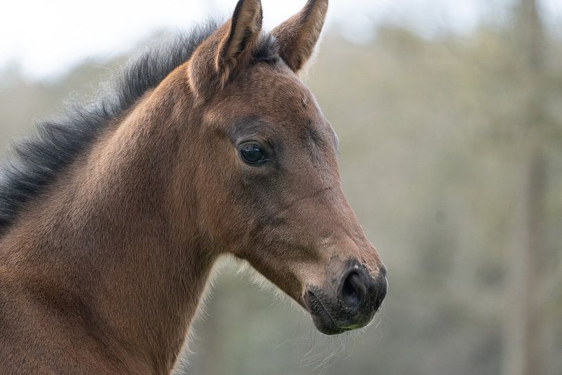 Foal by Maaike Krimpenfort