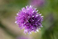 Paarse bloem