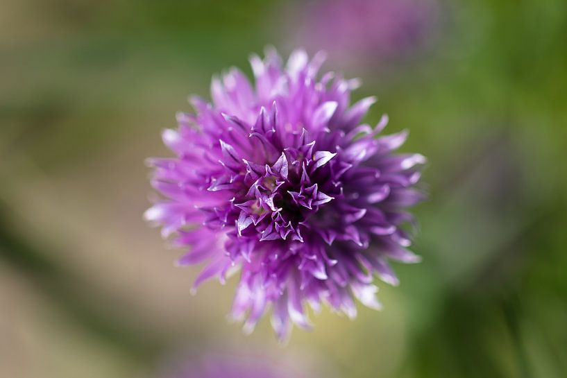 Paarse bloem von STEVEN VAN DER GEEST