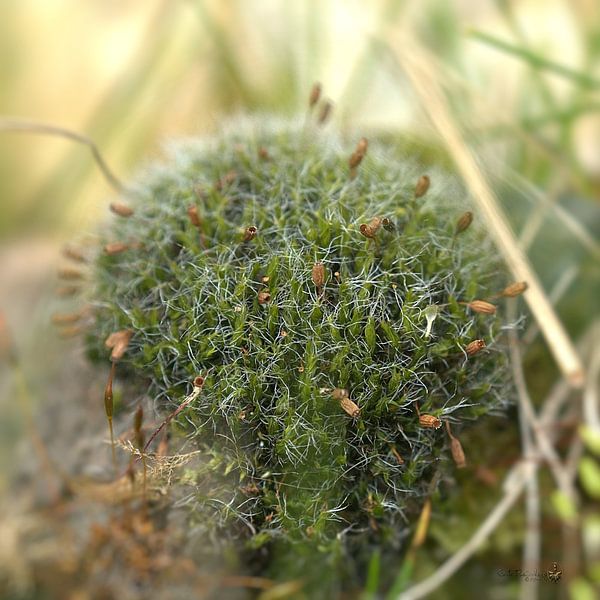 moss by Erik Reijnders
