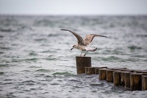 Mouette en phase d'atterrissage