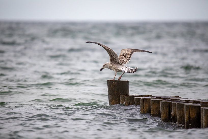 Möwe im Landeanflug von t.ART