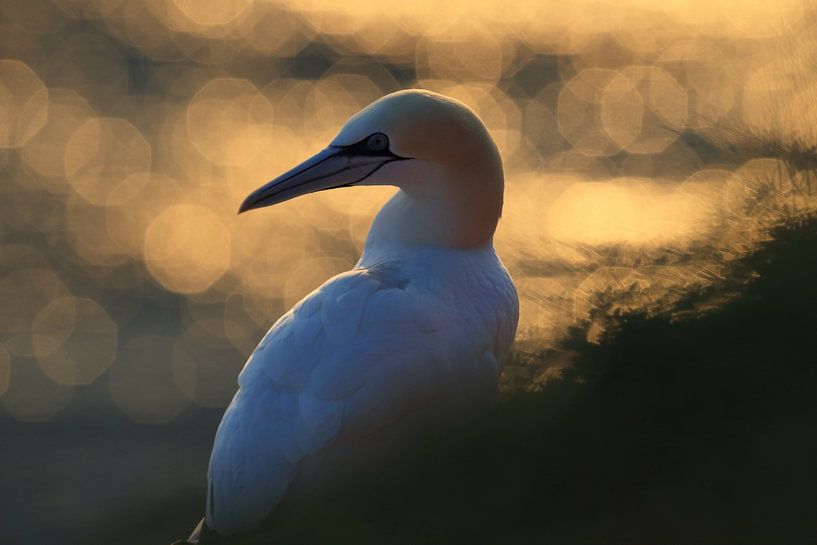 Jan-van-genten Helgoland Eiland Duitsland van Frank Fichtmüller