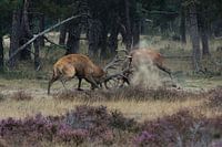 Een duel tussen twee edelherten tijdens de bronstijd – Cervus elaphus