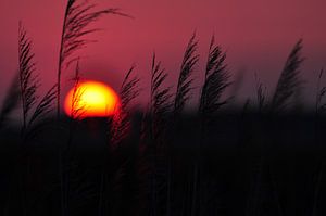 Coucher de soleil sur Rogier Vermeulen