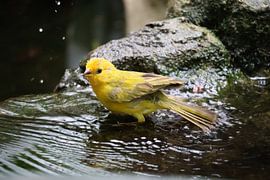 Dier en Natuur van Lennart Mans