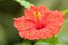 Rode hibiscus macro  van Ronald Smits