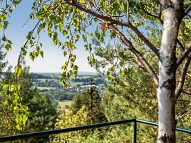 Kohlberg, Saxon Switzerland - Birch tree and Bielatal by Pixelwerk