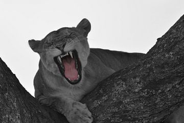 Gaping lioness in tree by Marco van Beek