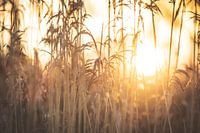 Reed at sunset
