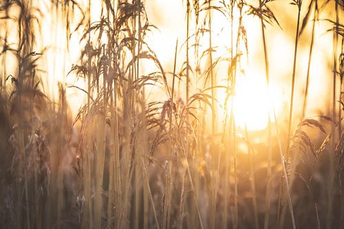 Roseau au coucher du soleil
