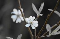 Blüte von FotoGraaG Hanneke Miniaturansicht