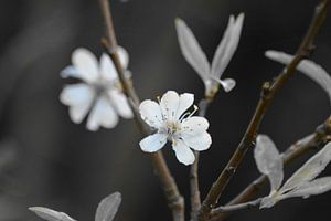 Blossom