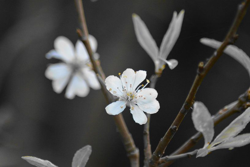 Blüte von FotoGraaG Hanneke