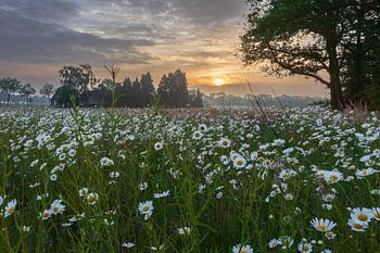 Drenthe Borger margrieten tijdens zonsopgang