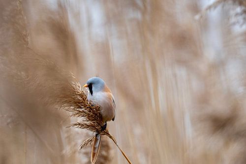 Bearded Reedling in the reeds - Lingezegen Park