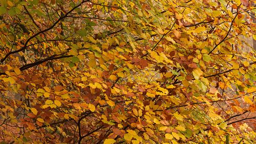Feuilles d'automne sur René Jonkhout