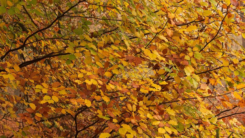 Autumn leaves by René Jonkhout