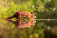 Eekhoorn met spiegelbeeld