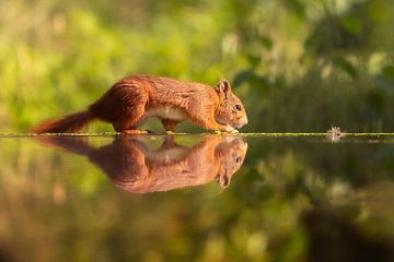 Squirrel with mirror image by Petra Lakerveld