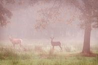 Deux cerfs rouges dans le brouillard par jowan iven Aperçu