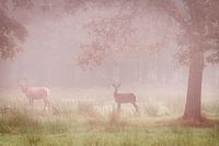Two red deer in the fog