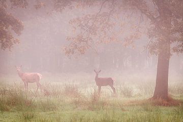 Deux cerfs rouges dans le brouillard