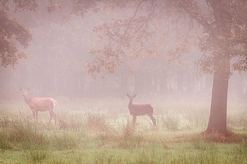 Two red deer in the fog by jowan iven