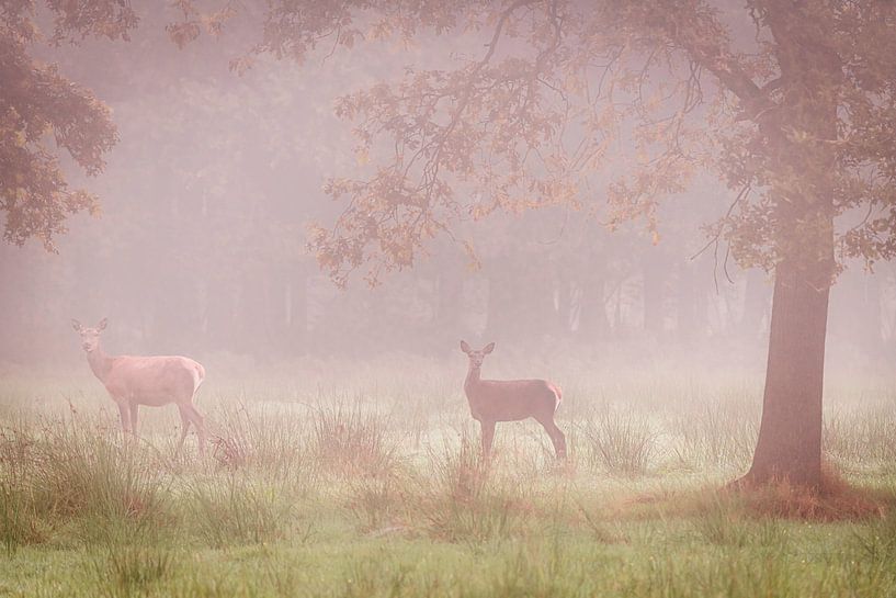 Twee edelherten in de mist van jowan iven