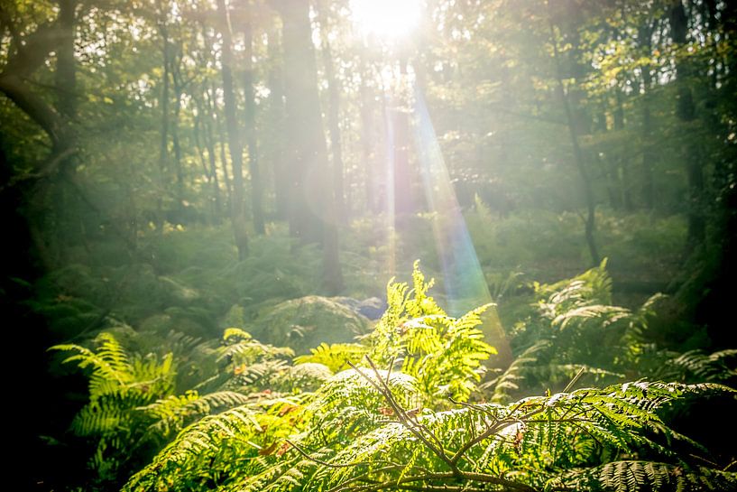 Dennenbomen in een bos tijdens een mooie herfstdag van Sjoerd van der Wal Fotografie