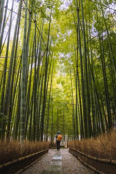 Bamboo forest in Japan. by Erik de Witte