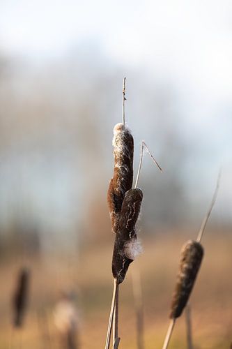 Rohrkolben im Winter