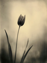 Tulip in Soft Light No. 11 by Studio Silver & Sepia