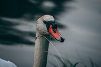 Close up van zwaan in het water