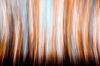 Treetops
