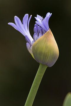 Agapanthus praecox by Jens de Vries