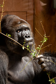Gorilla von Gert-Jan Kamans