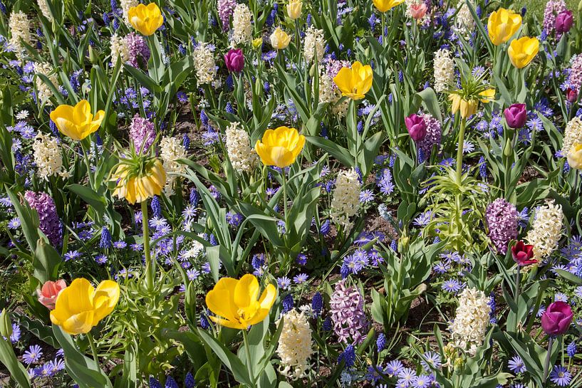 Fleurs colorées variées par Maurice de vries