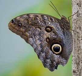 Owl Butterfly by Ingrid Ronde