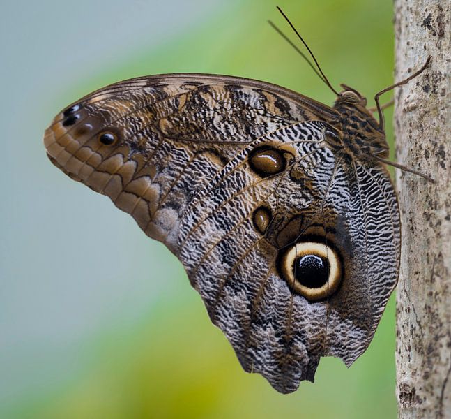Owl Butterfly by Ingrid Ronde