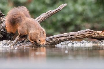 Eichhörnchen am Seeufer von Karin van Rooijen Fotografie