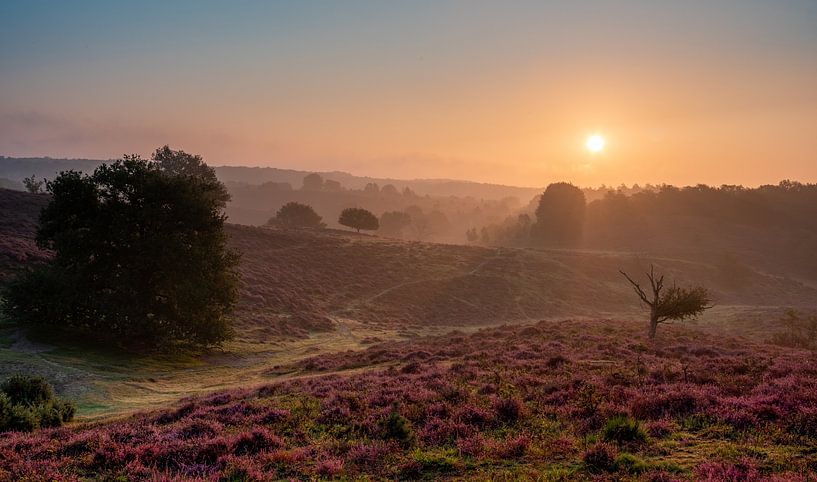 Sonnenaufgang über der Heidelandschaft von Michel Knikker