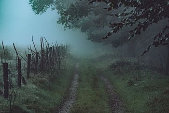 Nebliger Pfad am Morgen