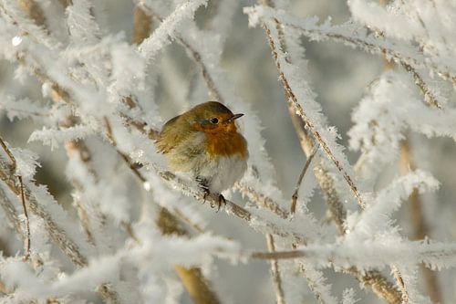 Robin d'hiver