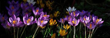 Des crocus au soleil sur Corinne Welp