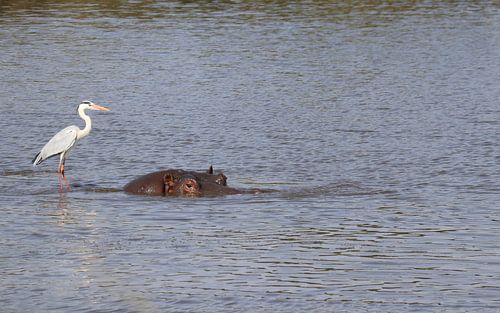 Hippopotame dans le parc national Kruger en Afrique du Sud sur Photo by Cities