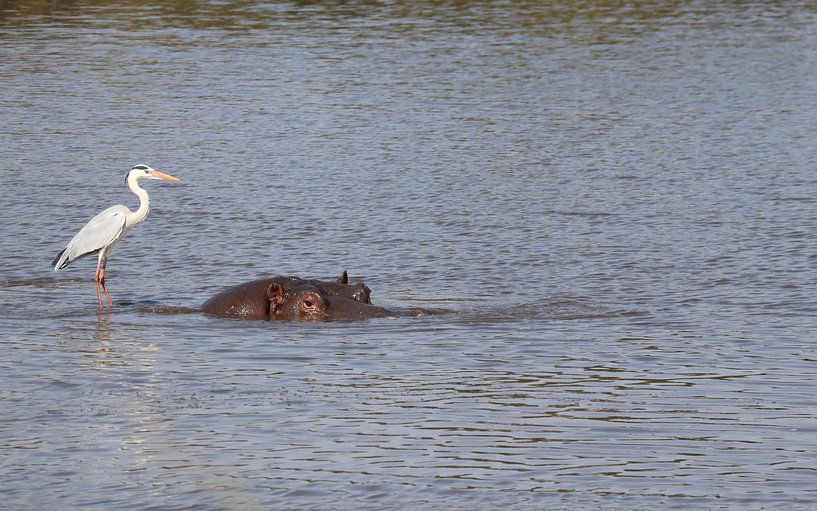 Hippopotame dans le parc national Kruger en Afrique du Sud par Photo by Cities