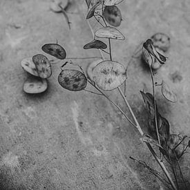 Zwart-wit droogbloemen van Melanie Schat
